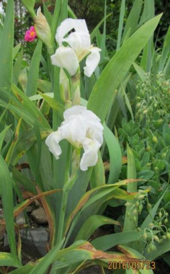 Mystic small IMG_0697.jpg