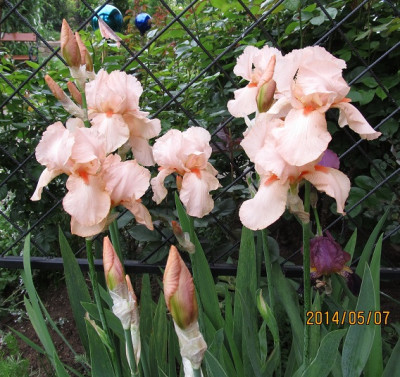 BS small IMG_3659.jpg