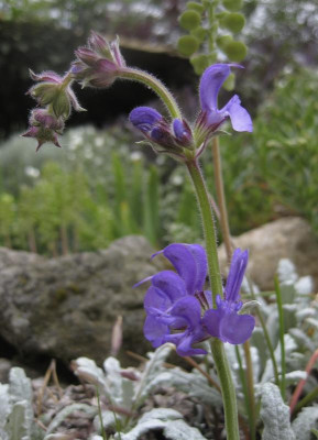 IMG_8743 Salvia daghestanica 0516.jpg