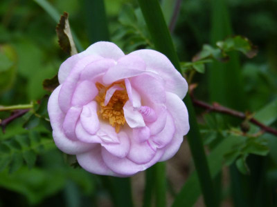 2016-05-24 Rosen 'Dresdner Barock' 1.jpg