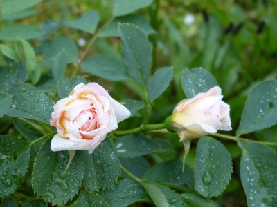 2016-05-24 Rosen 'Frühlingsduft'.jpg