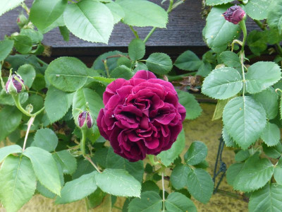 2016-05-24 Rosen 'Souvenir du Dr. Jamain'.jpg