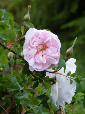 2016-05-24 Rosen 'Stanwell Perpetual'.jpg