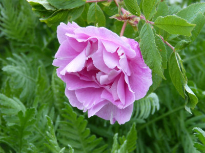 2016-05-24 Rosen 'Thérèse Bugnet'.jpg