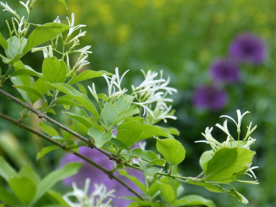 2016-05-24 Chionanthus retusus 1.jpg