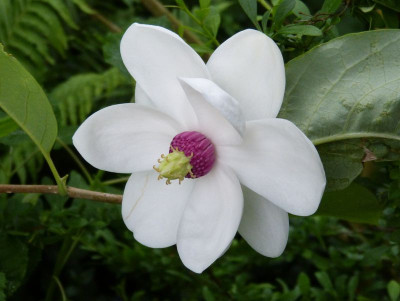 2016-05-24 Magnolia sieboldii.jpg
