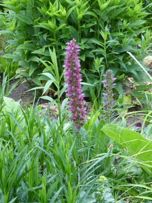 2016-05-24 Echium russicum.jpg