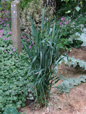 Gras ganz (Kopie).jpg