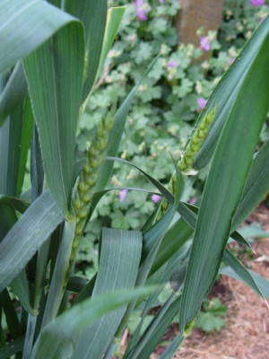 Gras Detail 1 (Kopie).jpg