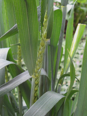 Gras Detail 2 (Kopie).jpg
