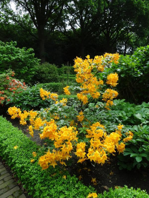 Azalea KnapHill Hybrid May 2016.JPG