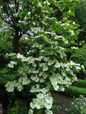 Cornus Venus May 2016.JPG