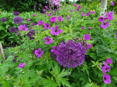 Geranium psilostemon with Allium hollandicum.JPG