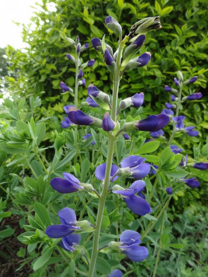 Baptisia australis var. minor May 2016.JPG