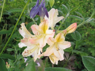 Rhododendron Silver Slipper (Kopie).jpg