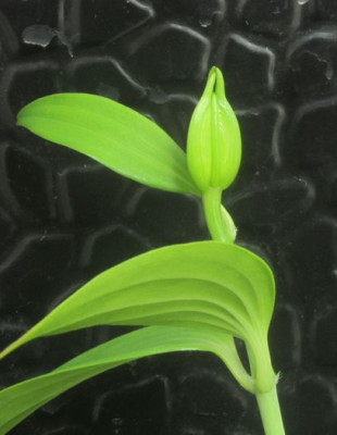 Lilium-gloriosoides-axel.jpg