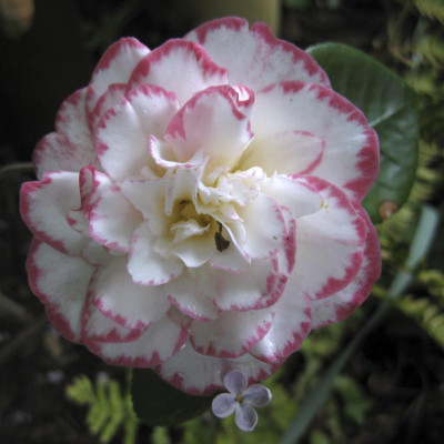 IMG_8735 Blüte 0516.jpg