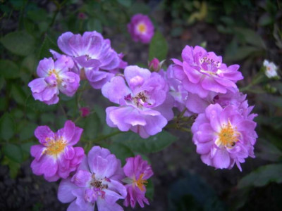 Lavender_Pink_Parfait.JPG