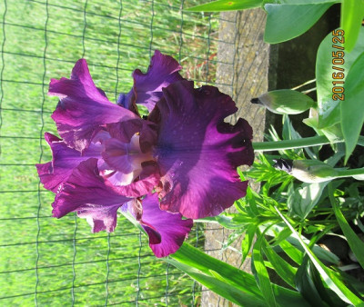 Gypsy Romance small IMG_0716.jpg