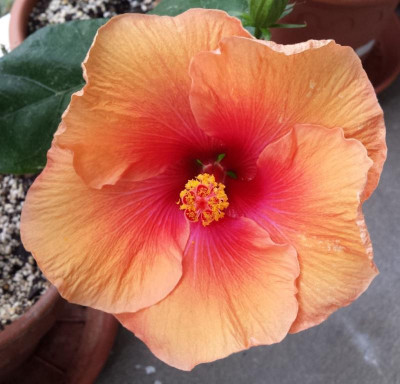 Tahitian Orange Fire.JPG