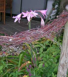 Amaryllis_belladonna_sabine.jpg