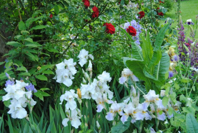 iris 032.jpg