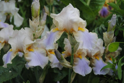 iris 034.jpg