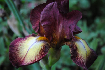 iris 004.jpg
