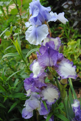 iris 007.jpg