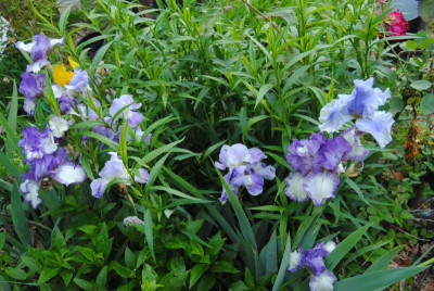 iris 006.jpg