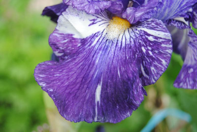 iris 013.jpg