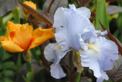 iris 019.jpg