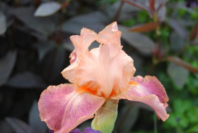iris 021.jpg