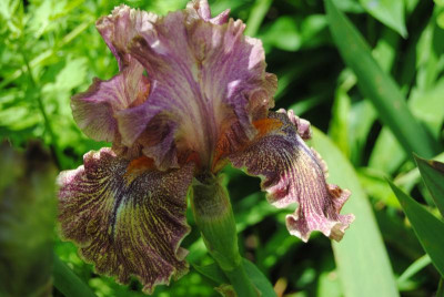 iris 113.jpg