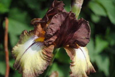 iris 070.jpg