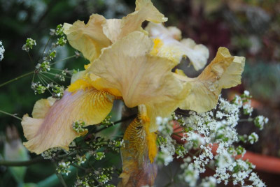 iris 125.jpg