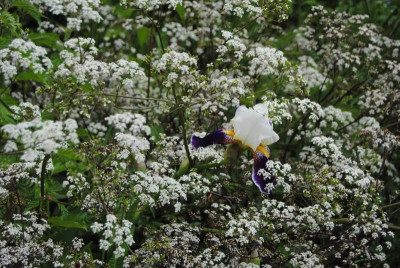 iris 116.jpg