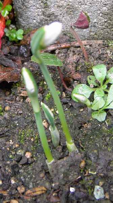 26.9.06._Galanthus_reginae-olgae_ssp.r.-o._014.JPG
