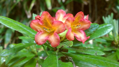 WP_20160522_002 Rhododendron dichroanthum ssp. scyphocalyx.jpg
