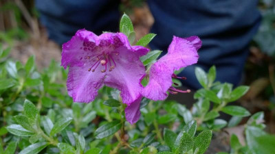 WP_20160525_016 Rhododendron calostrotum ssp.keleticum Radicans.jpg