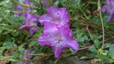 WP_20160525_018 Rhododendron calostrotum ssp.keleticum Rock.jpg