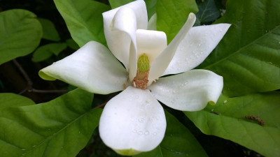 WP_20160520_029 Magnolia fraseri ssp.fraseri.jpg