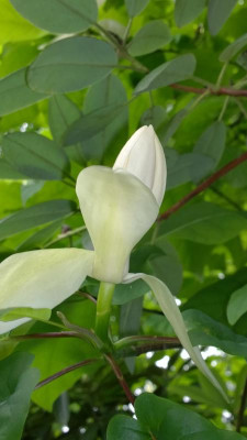 WP_20160525_019 Magnolia fraseri ssp.pyramidata.jpg