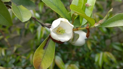WP_20160519_010 Magnolia laevifolia.jpg