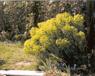 Euphorbia_characias.gif