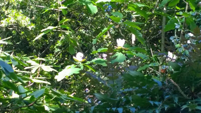WP_20160512_019 Magnolia officinalis var.biloba.jpg