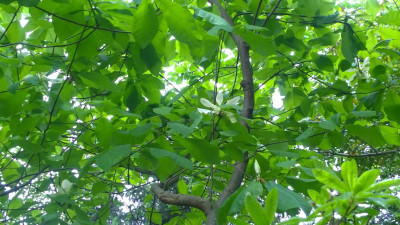 WP_20160522_004 Magnolia fraseri ssp.pyramidata.jpg