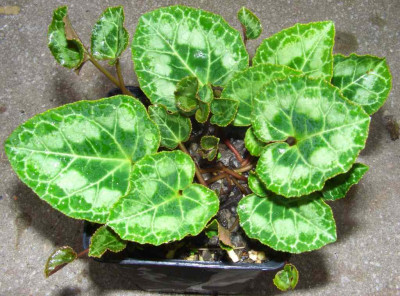 Cyclamen_graecum.jpg