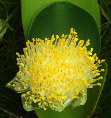 Haemanthus_albiflos_06-01.jpg