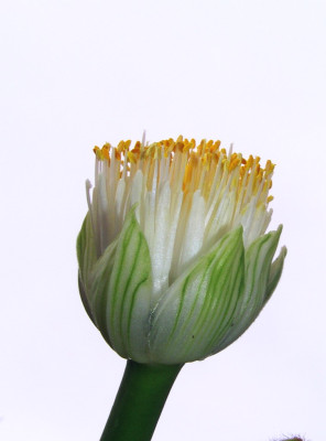 Haemanthus_albiflos_06-02.jpg